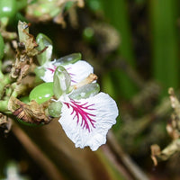 Cardamom (Elettaria cardamomum) - Organic Gourmet Oil