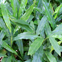 Cardamom (Elettaria cardamomum) - Organic Gourmet Oil