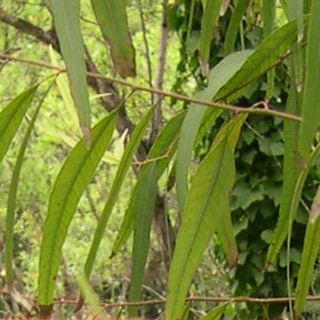 Eucalyptus à cryptone (Eucalyptus polybractea) - Huile essentielle bio