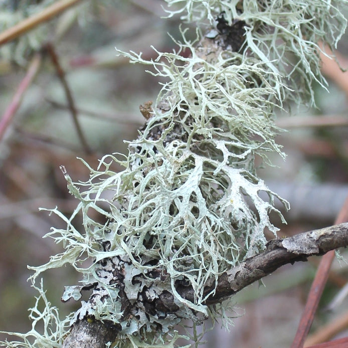 Oakmoss (Evernia prunastri) - Absolute