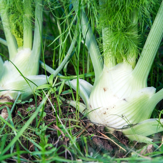 Fenouil (Foeniculum vulgare) - Huile gastronomique bio