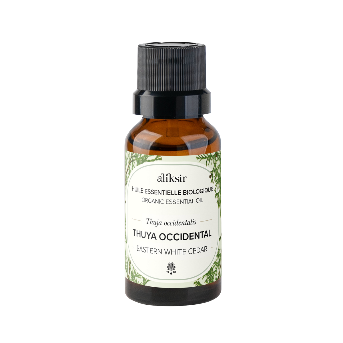 Eastern White Cedar (Thuja occidentalis) - Organic Essential Oil 