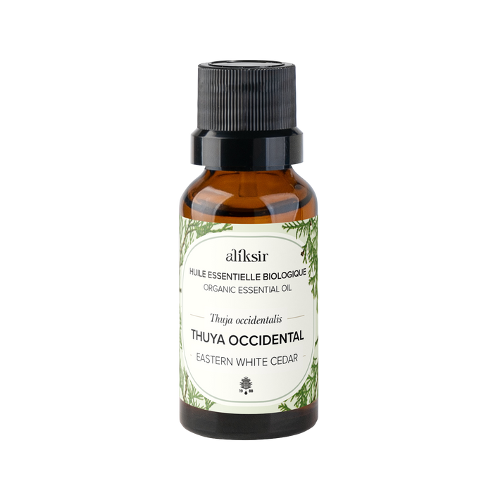 Thuya occidental (Thuja occidentalis) - Huile essentielle bio