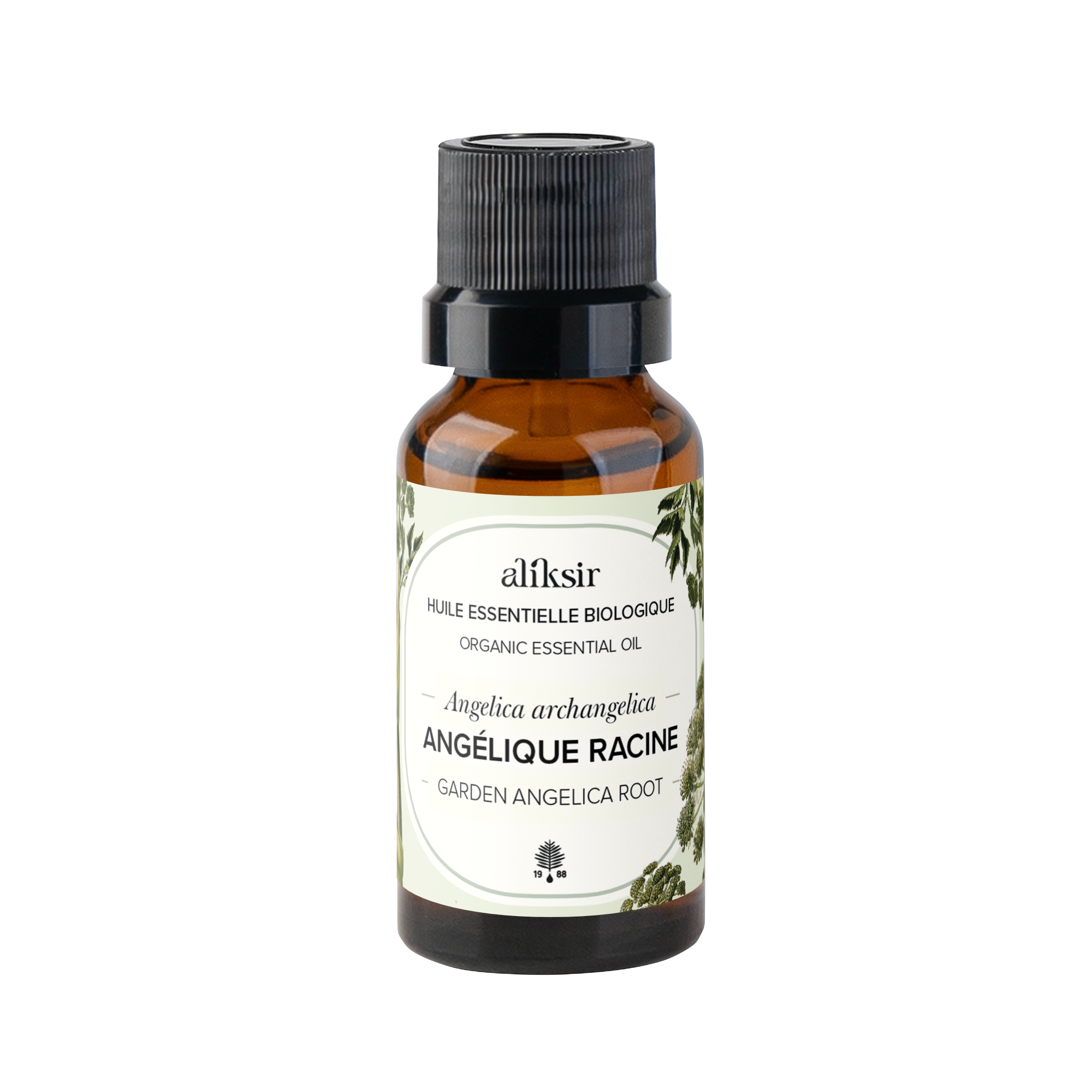 Garden Angelica Root (Angelica archangelica) - Organic Essential Oil