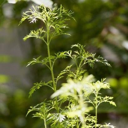 Davana (Artemisia pallens) - Organic Essential Oil