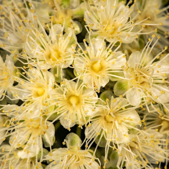 Lemon Myrtle (Backhousia citriodora) - Organic Essential Oil