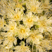 Lemon Myrtle (Backhousia citriodora) - Organic Essential Oil