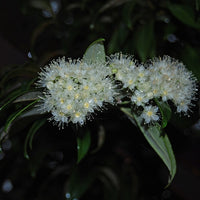  Lemon-scented myrtle