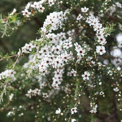 Manuka (Leptospermum scoparium) - Huile essentielle