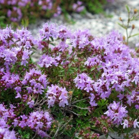 Thym serpolet (Thymus serpyllum) - Huile essentielle