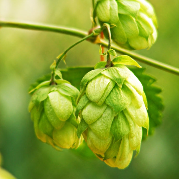 Hops (Humulus lupulus) - Essential oil