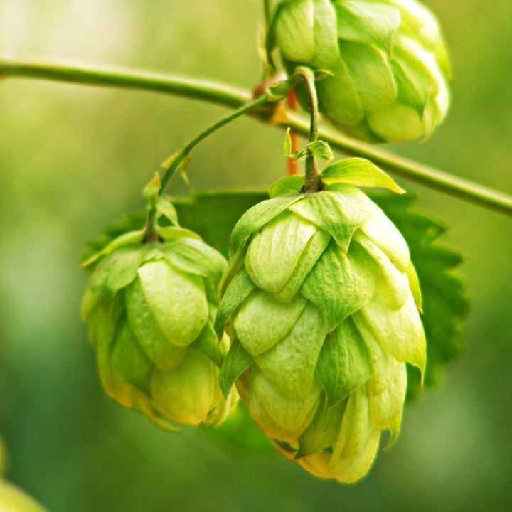 Hops (Humulus Lupulus) - Hydrosol