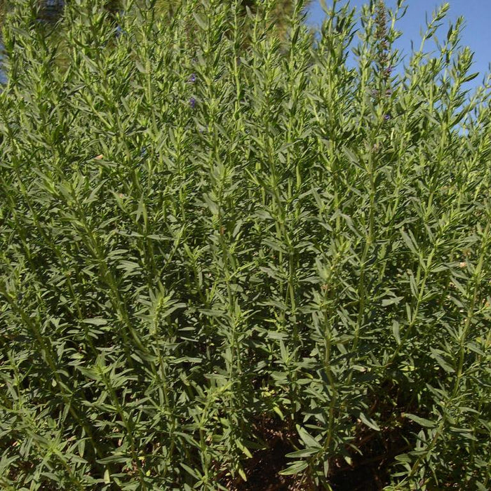 Hyssop ct. Pinocamphone (Hyssopus officinalis ssp. officinalis) - Organic Essential Oil