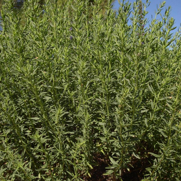 Hysope ct. pinocamphone (Hyssopus officinalis ssp. officinalis) - Huile essentielle bio