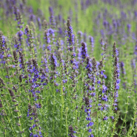 Hysope décombante (Hyssopus officinalis ssp. montanus) - Huile essentielle bio