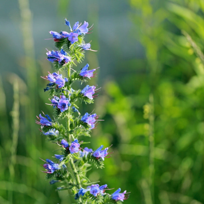 Hysope ct. 1,8-cinéole (Hyssopus officinalis ssp. aristatus) - Huile essentielle bio