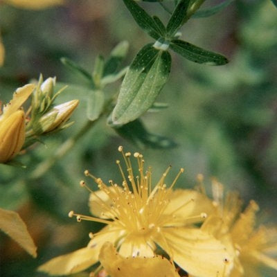 St. John's Wort (Hypericum perforatum) - Organic essential oil