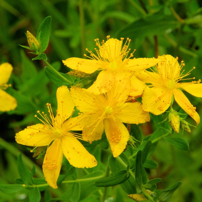 Millepertuis (Hypericum perforatum) - Macérat huileux bio