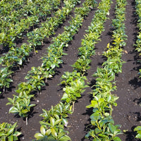 Anise Star (Illicium verum) - Organic Essential Oil