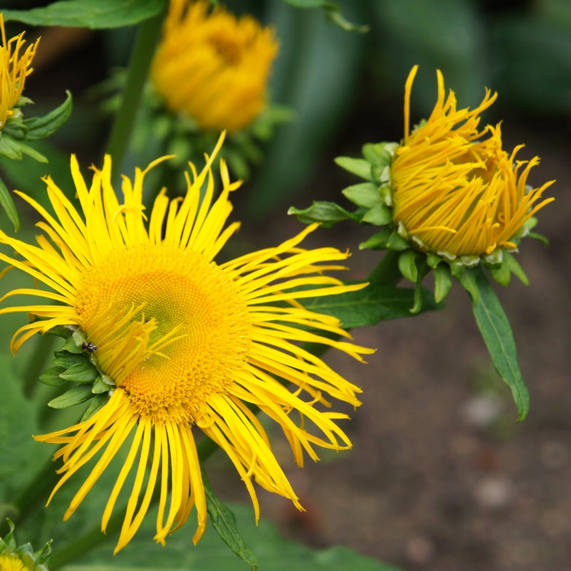 Sweet Inula (Inula graveolens) - Organic Essential Oil – Aliksir Huiles ...