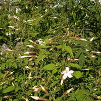 Jasmin (Jasminum grandiflorum) - Absolue