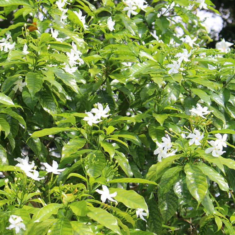 Jasmin (Jasminum grandiflorum) - Absolue