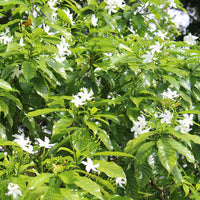 Jasmin (Jasminum grandiflorum) - Absolue