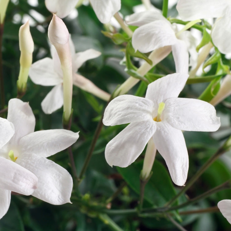 Jasmine (Jasminum grandiflorum) - Absolute