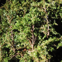 Juniper (Juniperus communis) - Organic Essential Oil 