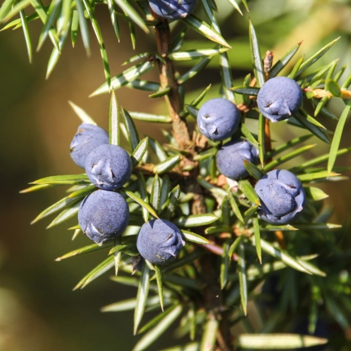 Juniper (Juniperus communis) Quebec - Organic hydrosol