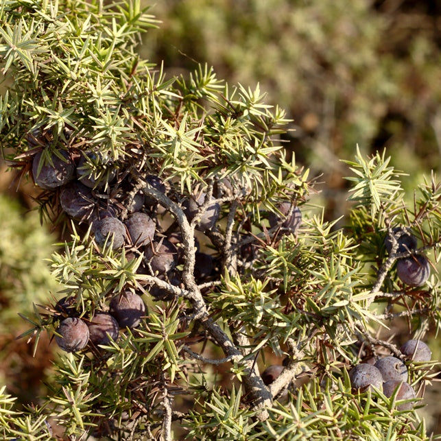 Cade (Juniperus oxycedrus) - Organic Essential Oil