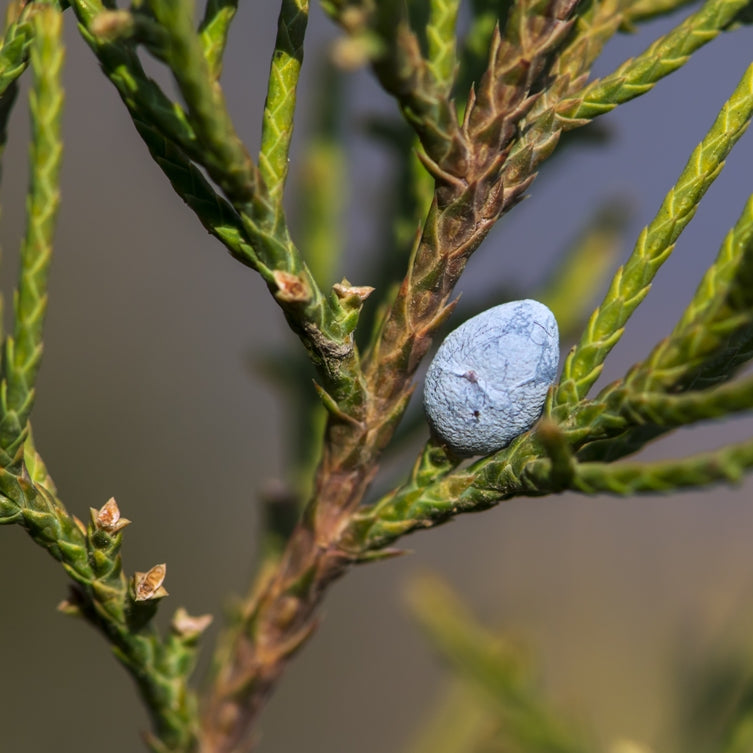 Cedarwood Virginian (Juniperus virginiana) - Essential Oil