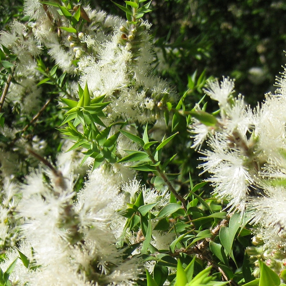 Kunzea (Kunzea ambigua) - Huile essentielle
