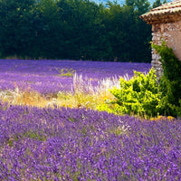 Lavande officinale (Lavandula officinalis) - Huile essentielle bio