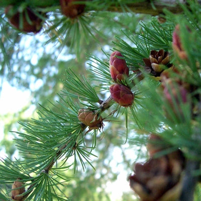 Tamarack (Larix laricina) - Organic Essential Oil