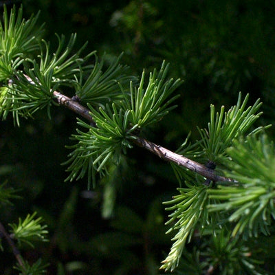 Mélèze laricin (Larix laricina) - Huile essentielle bio