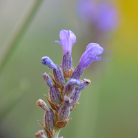 True Lavender (Lavandula angustifolia) - Organic Essential Oil
