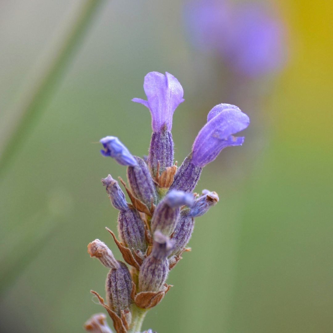True lavender (Lavandula angustifolia) - Organic hydrosol