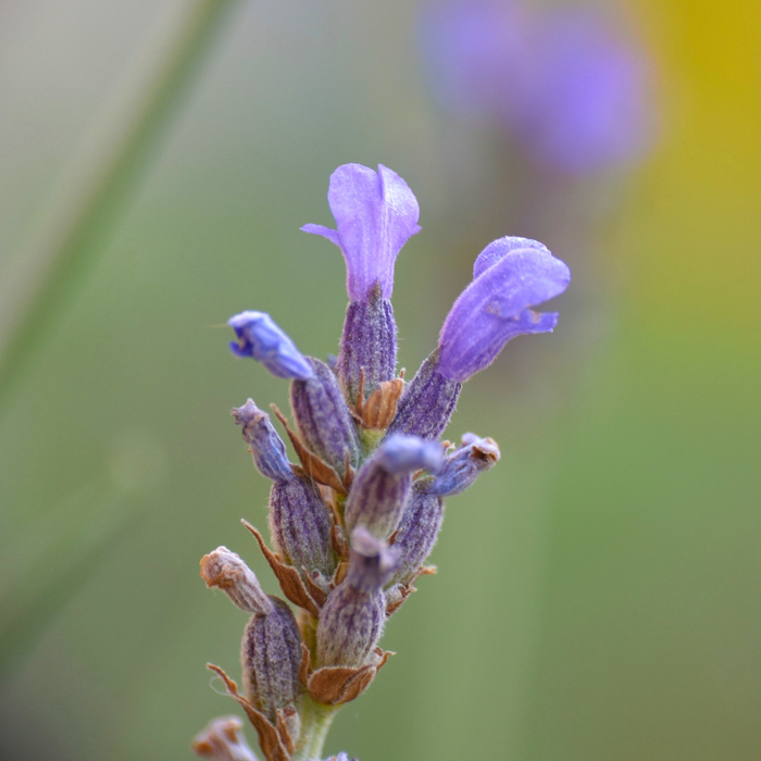 True lavender (Lavandula angustifolia) - Organic hydrosol