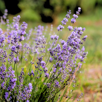 True lavender (Lavandula angustifolia) - Organic hydrosol