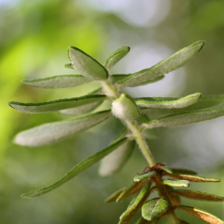 Labrador Tea (Ledum groenlandicum) - Organic Gourmet Oil