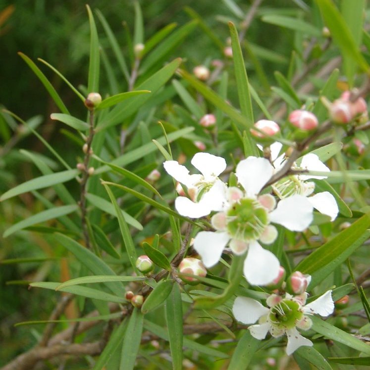 Leptosperme citronné (Leptospermum petersonii) - Huile essentielle bio