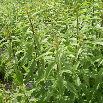 Verveine odorante (Lippia citriodora) - Huile essentielle bio