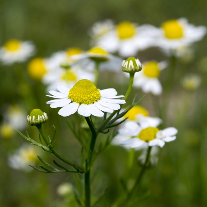 German Chamomile (Matricaria recutita) - Organic Essential Oil 