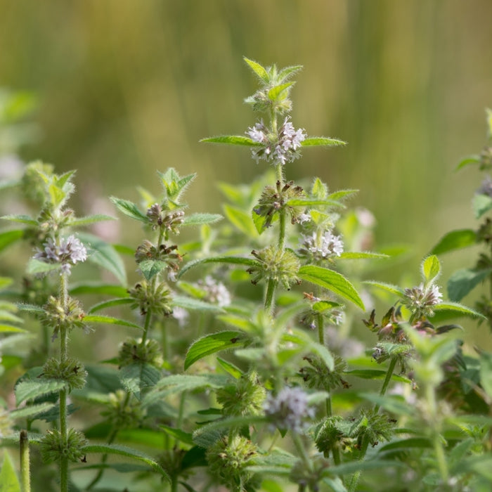 Field Mint (Mentha arvensis) - Organic Essential Oil 