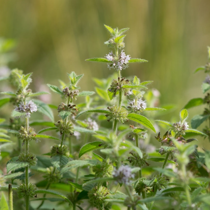 Menthe des champs (Mentha arvensis) - Huile essentielle bio