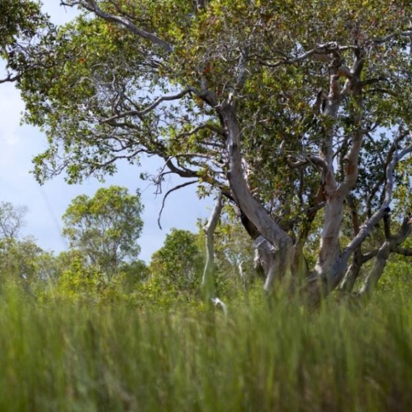 Cajuput (Melaleuca cajuputi) - Organic Essential Oil 