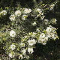 Rosalina (Melaleuca ericifolia) - Huile essentielle