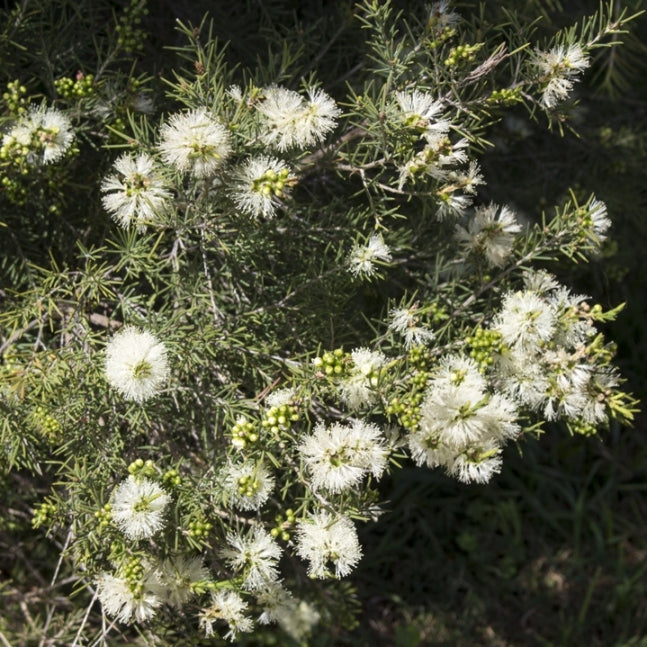 Rosalina (Melaleuca ericifolia) - Essential Oil