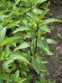 Menthe poivrée (Mentha piperita) avec conservateur Leucidal - Hydrolat